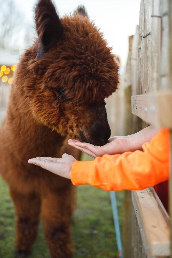 Wereldse Bell Tenten Met Alpaca'S Paasloo Bagian luar foto
