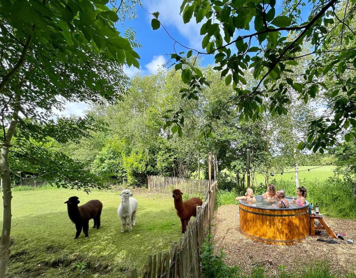 Wereldse Bell Tenten Met Alpaca'S Paasloo Bagian luar foto
