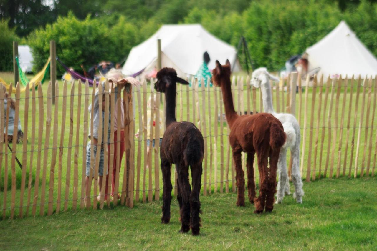 Wereldse Bell Tenten Met Alpaca'S Paasloo Bagian luar foto
