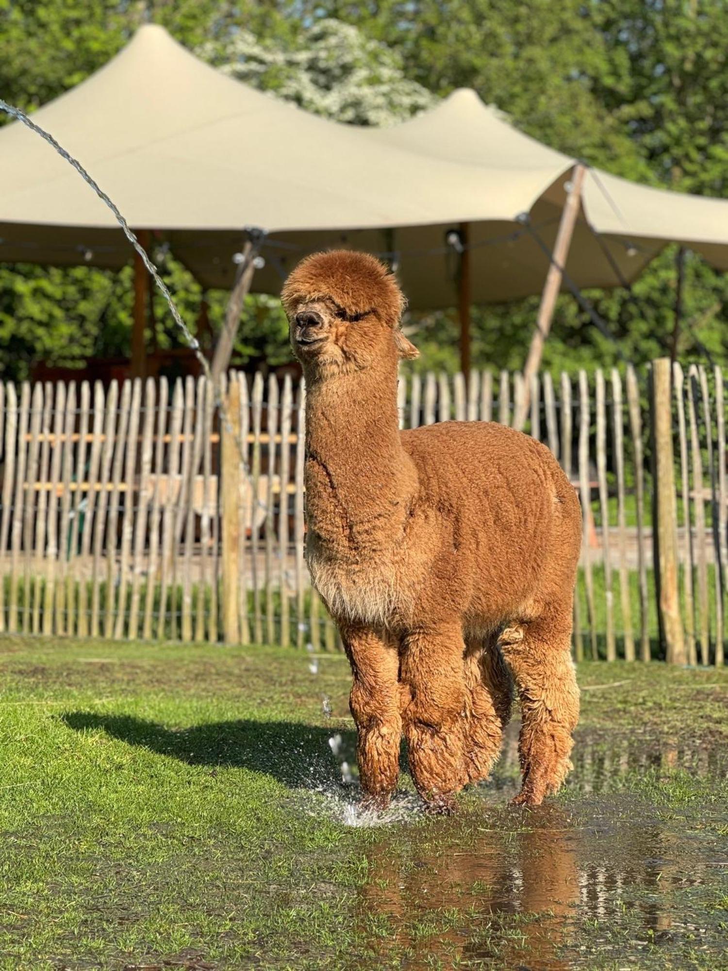 Wereldse Bell Tenten Met Alpaca'S Paasloo Bagian luar foto